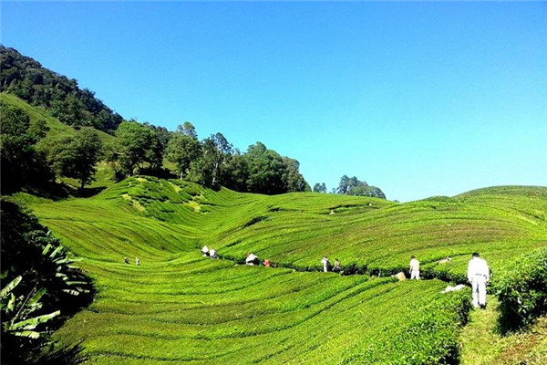 春茶和冬茶的區(qū)別 冬片茶是什么