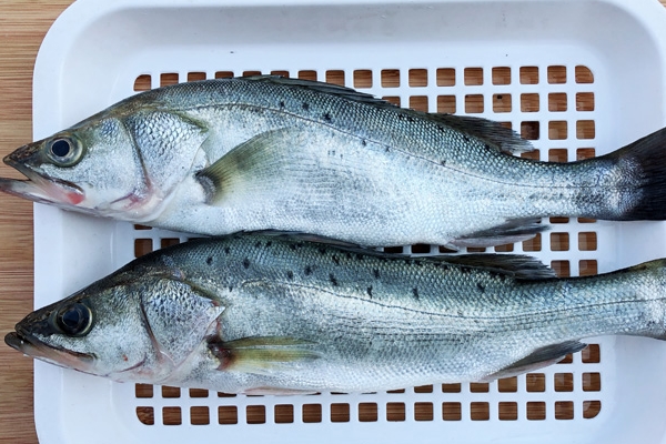 海鱸魚刺多嗎 屬于刺少的魚