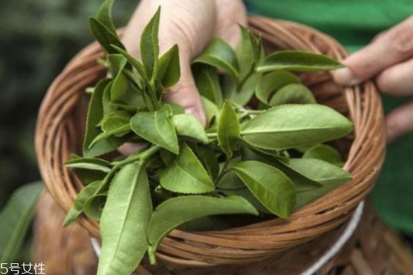 用茶葉泡腳有什么好處 小茶葉大用處