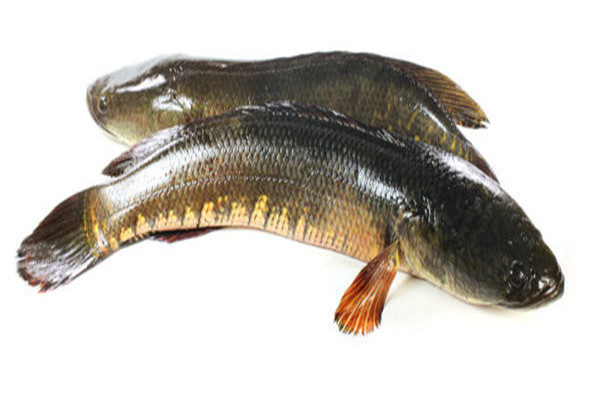 黑魚(yú)可以生吃嗎 黑魚(yú)好處