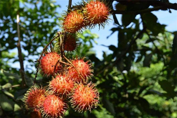 紅毛丹吃了會(huì)過(guò)敏嗎 吃紅毛丹過(guò)敏癥狀