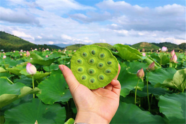 蓮子是不是水果 蓮子屬于什么食物