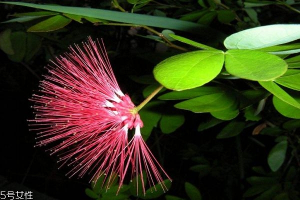 合歡花的花語(yǔ)是什么呢 合歡花可以泡茶嗎