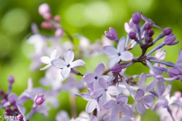 紫丁香的花語是什么呢 紫丁香應(yīng)該怎么種植呢