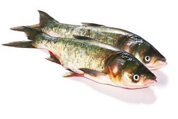 吃鳙魚(yú)有什么注意事項(xiàng)呢 什么人群不能吃鳙魚(yú)呢