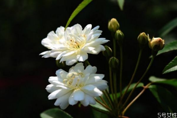 什么是木香花呢 木香花有什么作用呢