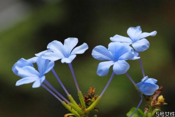 藍(lán)雪花是一種什么植物呢 藍(lán)雪花有什么作用呢