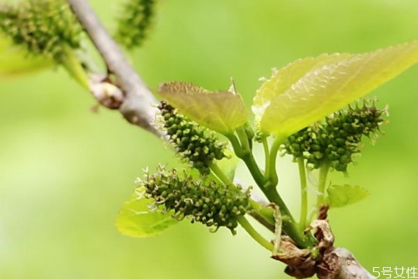 桑樹(shù)花是一種什么花呢 桑樹(shù)花有什么作用呢