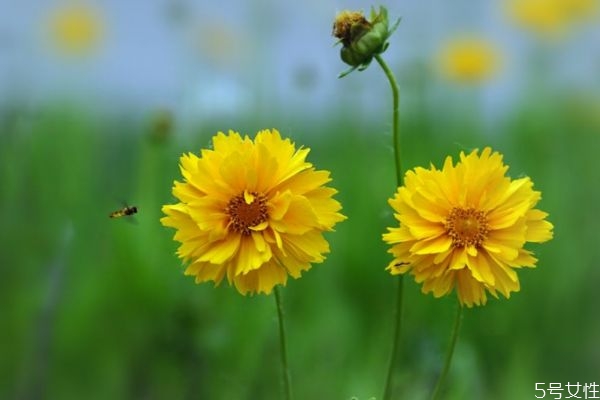 金雞菊的花語(yǔ)是什么呢 金雞菊的種植有什么注意的呢