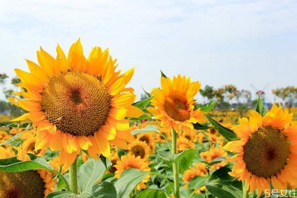 什么是向陽花呢 向陽花有什么作用呢