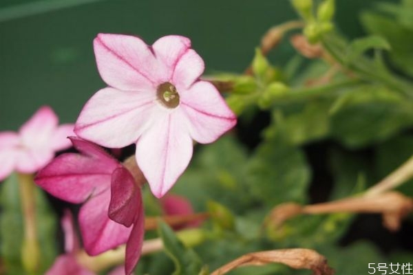 花煙草是一種什么植物呢 花煙草的作用有什么呢