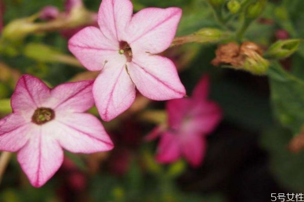 花煙草的花語是什么呢 花煙草的種植要注意什么呢