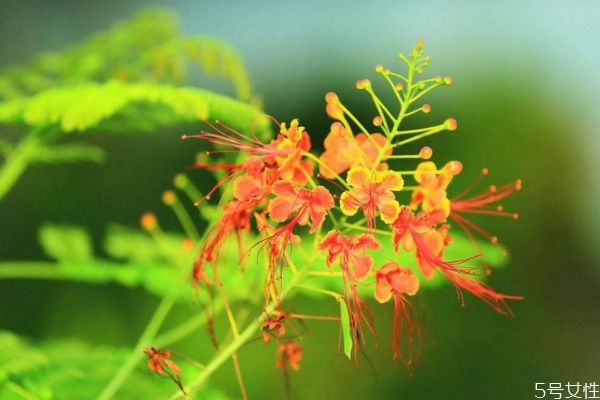 金鳳花的花語是什么呢 金鳳花種植有什么注意的呢