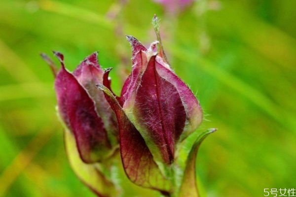 風毛菊的花期是什么時候呢 風毛菊的種植有什么注意的呢