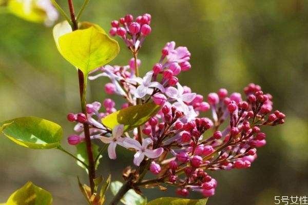 紅丁香的花語是什么呢 紅丁香的種植有什么注意的呢