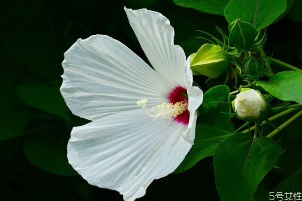 芙蓉葵的花語是什么呢 芙蓉葵的種植有什么注意的呢