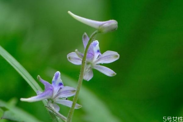 翠雀花的花語是什么呢 翠雀花的種植有什么注意的呢