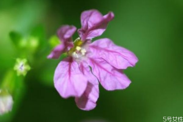 萼距花的花語是什么呢 萼距花的種植有什么注意的呢