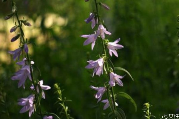 釣鐘柳的花語(yǔ)是什么呢 釣鐘柳的種植有什么注意的呢