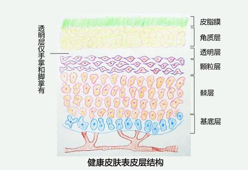 如何修復(fù)過(guò)薄的角質(zhì)層 角質(zhì)層薄的表現(xiàn)