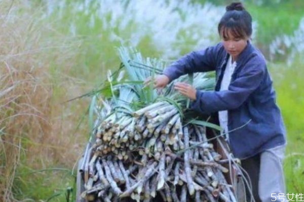 抖音最火李子柒 李子柒為什么這么火