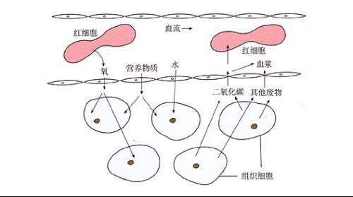 怎樣能提高代謝功能 提高代謝功能的方法