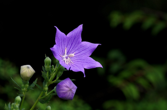 明葉菜是什么菜 明葉菜是什么植物