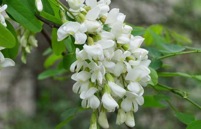 洋槐花幾月份開花 洋槐花什么時(shí)候開花