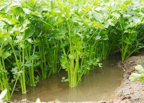 水芹菜與野芹菜的區(qū)別 水芹菜人可以吃嗎