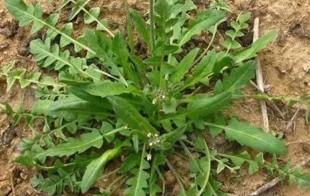 野菜放冰箱能保存多久 野菜放冰箱怎么保存