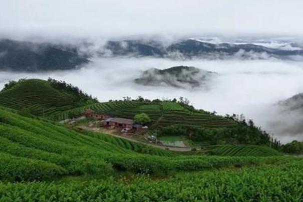 喝茶葉茶對牙齒有影響嗎 飲茶對牙好么