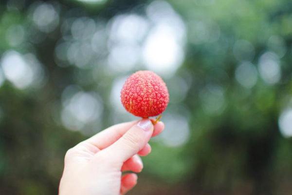 荔枝多吃會(huì)上火嗎 如何吃荔枝不上火