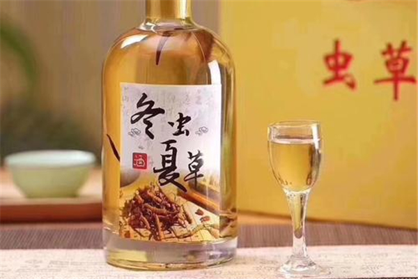 蟲草可以泡酒嗎 蟲草泡酒的正確方法