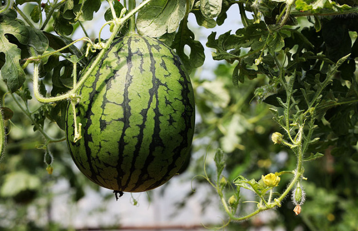 夏天吃西瓜有什么好處和壞處 夏天吃西瓜減肥還是增肥