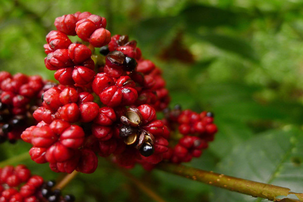 吳茱萸會(huì)中毒嗎 吳茱萸會(huì)拉肚子嗎