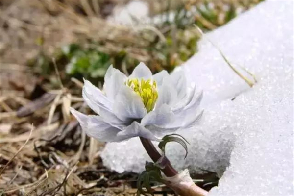 天山雪蓮燉雞湯能不能多吃 天山雪蓮燉雞湯的功效