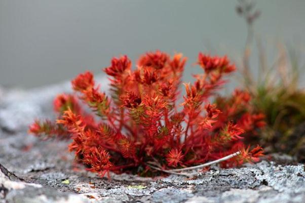 紅景天會不會影響月經(jīng) 紅景天會導致月經(jīng)推遲嗎