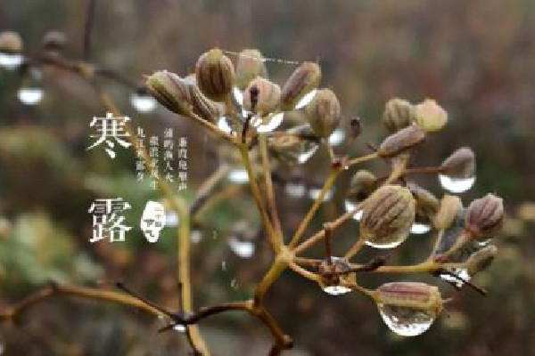 寒露的節(jié)氣的含義是什么意思 寒露的來歷和風(fēng)俗