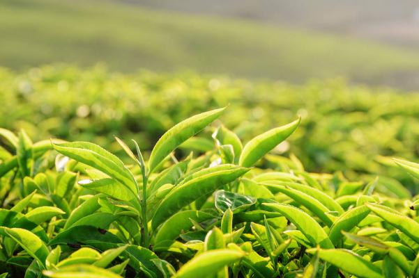 綠茶要一直泡在水里嗎 綠茶要茶水分離嗎