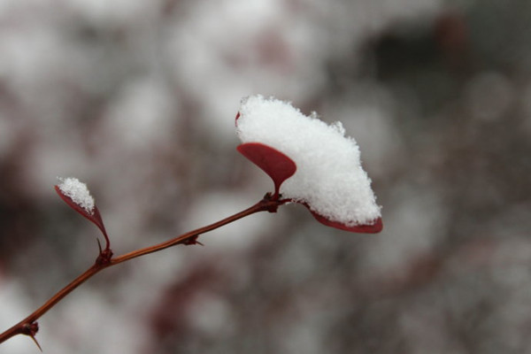 小雪是第幾個(gè)節(jié)氣 小雪節(jié)氣有什么禁忌