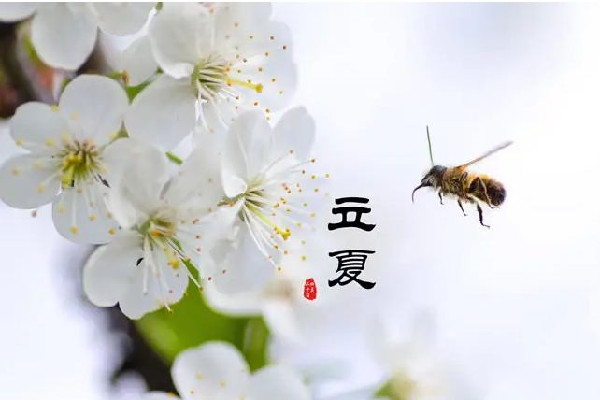 立夏吃蠶豆是什么意思 立夏吃安宮牛黃丸好嗎