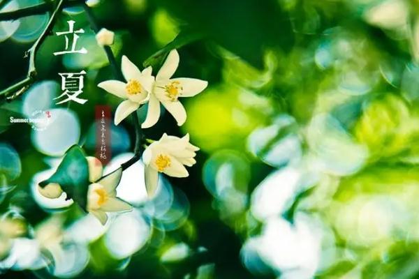 立夏節(jié)氣要喝雞湯嗎 立夏節(jié)氣要注意什么