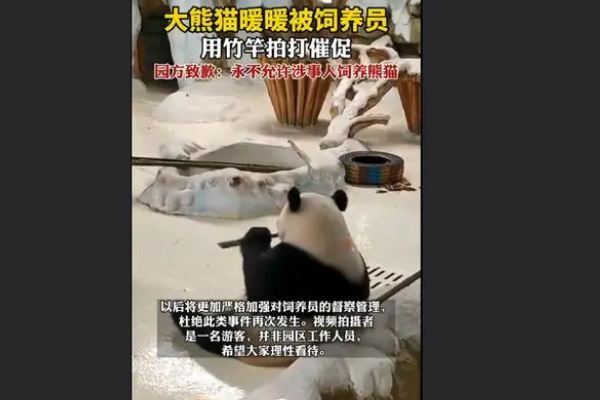 飼養(yǎng)員用竹竿打熊貓暖暖園方回應(yīng) 熊貓是國家?guī)准壉Ｗo(hù)動(dòng)物